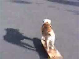 Pies, który jeździł na skejtboardzie