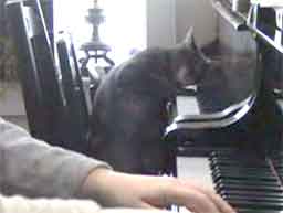 Nora, kot, który gra na pianinie