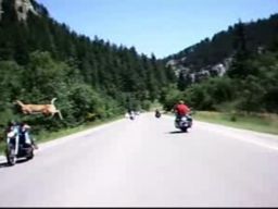 Jeleń przeskoczył motocyklistę