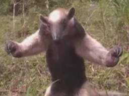 Tamanuda - zwierzę karateka