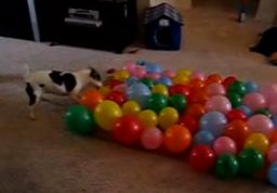 74 balony w 54 sekund