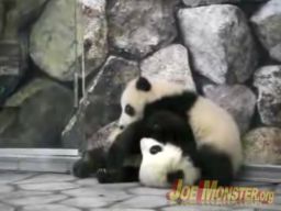 Misie panda przekomarzają się