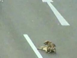 Pies ratuje rannego na autostradzie kumpla