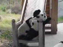 Pandy i zjeżdżalnia