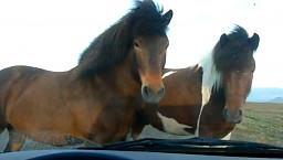 Islandzki koń