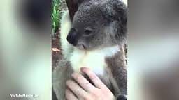 Strasznie szczęśliwy koala