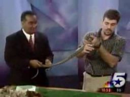 Jaszczurka atakuje reportera