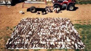 Łapanie ponad 300 szczurów na farmie przy pomocy psów