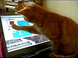 Kot i wygaszacz ekranu