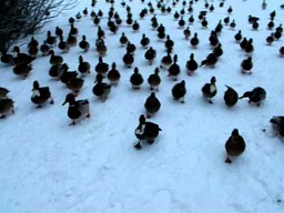 Armia kaczek