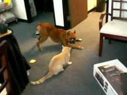 Boxer zabawia kota