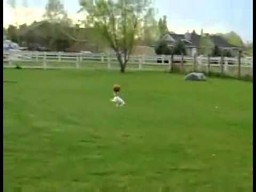 Pies przynosi piłkę na głowie