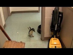 Łaskotanie małego pingwina