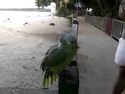 Papużka śmieszka