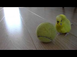 Papużka na piłce