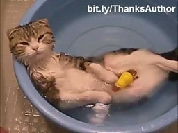 Koty w wodzie