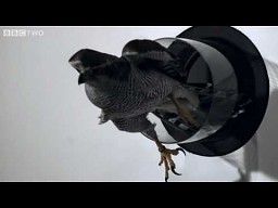 Jastrząb - niewiarygodny ptak