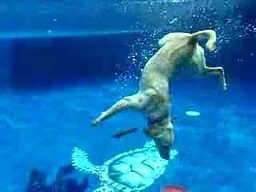 O psie, który nurkował w basenie