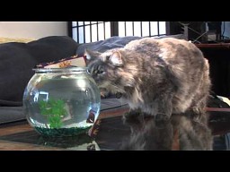 Latająca ryba kontra kot