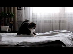 Dzika kotka na łóżku