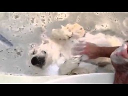 Pies, który lubi kąpiele