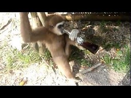 Co się stanie, gdy dasz małpie coca-colę?