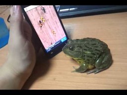 Żaba też gra na smartfonie