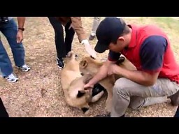 Pies zaatakowany przez lwy