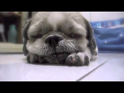 Bebe - śpiący pies