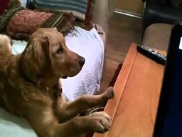 Pies ogląda TV