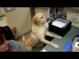 Pies na służbie u weterynarza