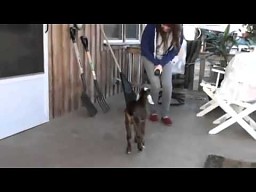 Koza uczy się skakać
