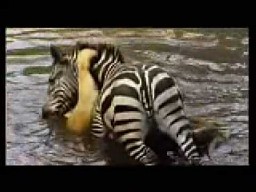 Zebra topi lwicę