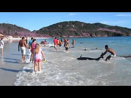 Ratowanie 30 delfinów na plaży w Brazylii