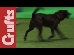 Psia wpadka na zawodach "agility"