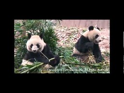 Panda z wyłącznikem