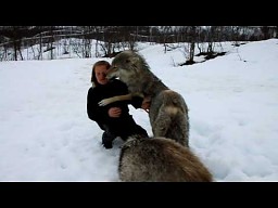 Ciesząca się z wilkami