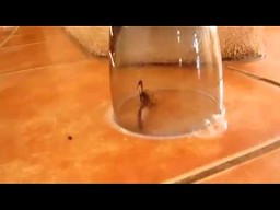 Skorpion popełnił samobójstwo