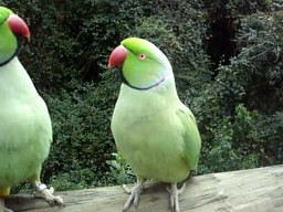 Papuzie pogaduchy