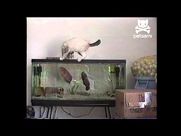 Kot kontra rybki w akwarium