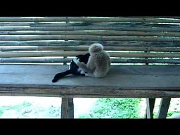 Małpa kontra kot
