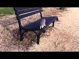 Sympatyczna wiewiórka z parku