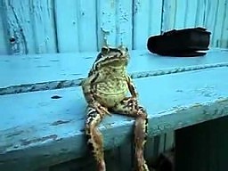 Żaba na ławce