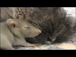 Szczur przytula się do kota