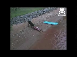 Pies ratuje dziecko