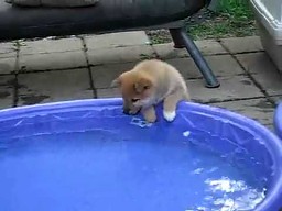 Pies boi się basenu