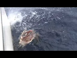 Marlin zjedzony przez rekina tygrysiego