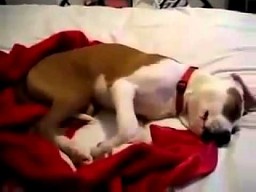 Pies śmieje się przez sen
