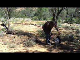 Jak schwytać kangura