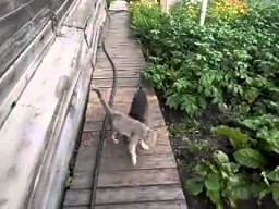 Lenistwo kotów nie zna granic!